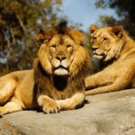 como-llegar-al-zoo-de-madrid
