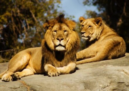como-llegar-al-zoo-de-madrid