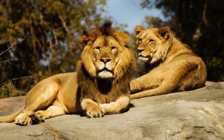 como-llegar-al-zoo-de-madrid